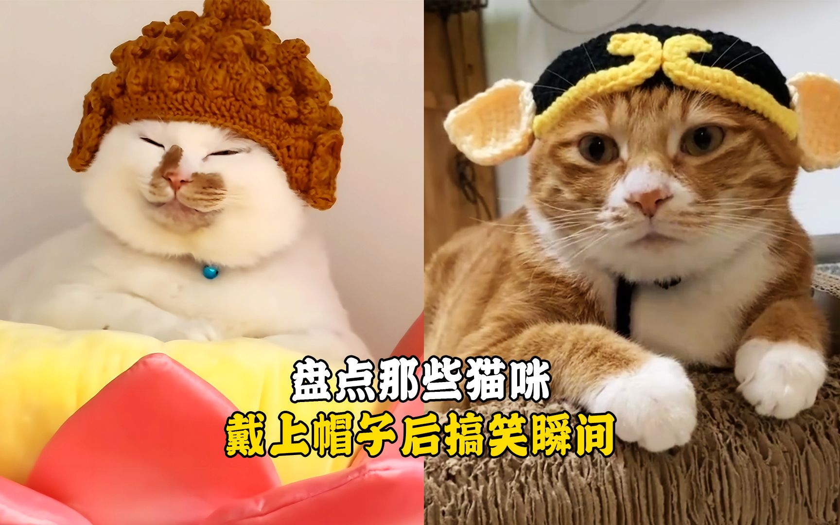 [图]宠物解说：盘点那些猫咪戴上帽子后搞笑瞬间