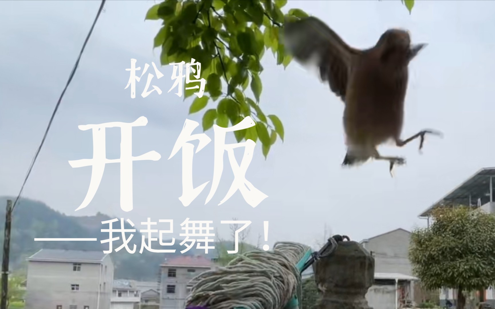 捣蛋鬼松鸦开饭跳舞合集