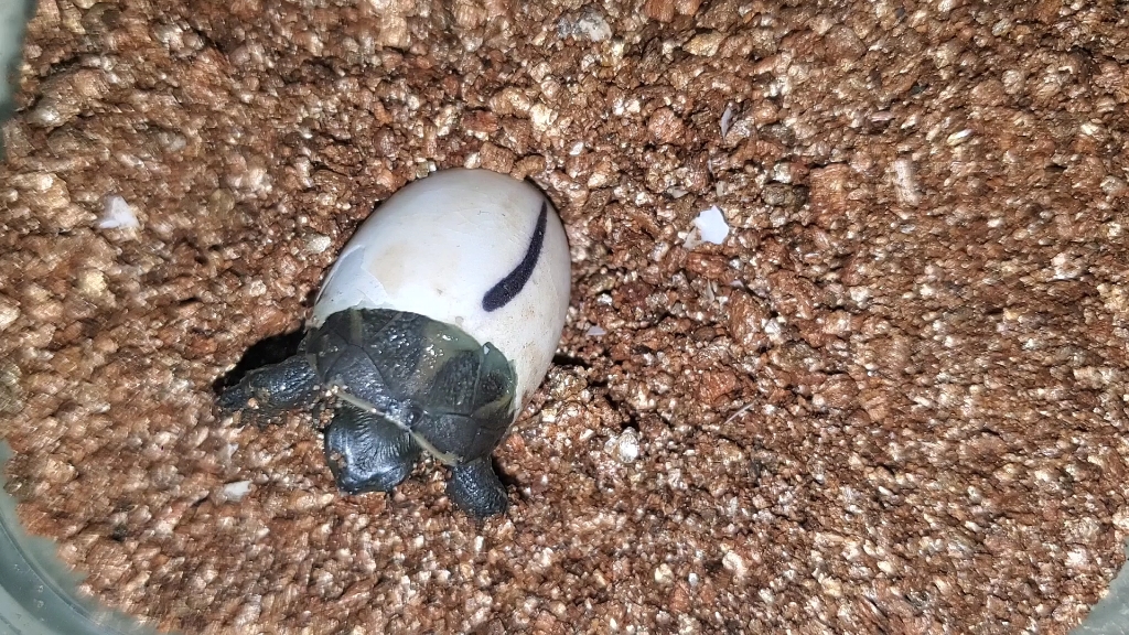 小草龟破壳瞬间