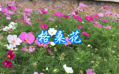 [图]你或许听过《格桑花》这首歌，那你见过格桑花吗？