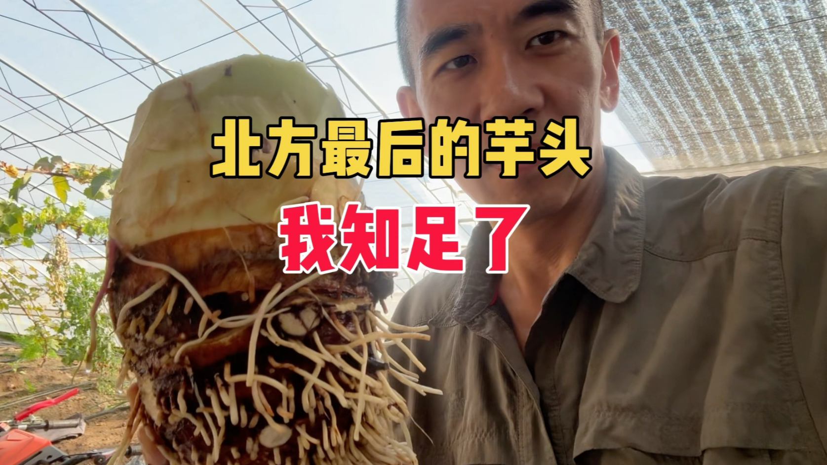 挖掉最后一个北京露天旱养的荔浦芋头,也就这样了。明年还要不要种?-瘦叔堆肥-瘦叔堆肥-哔哩哔哩视频