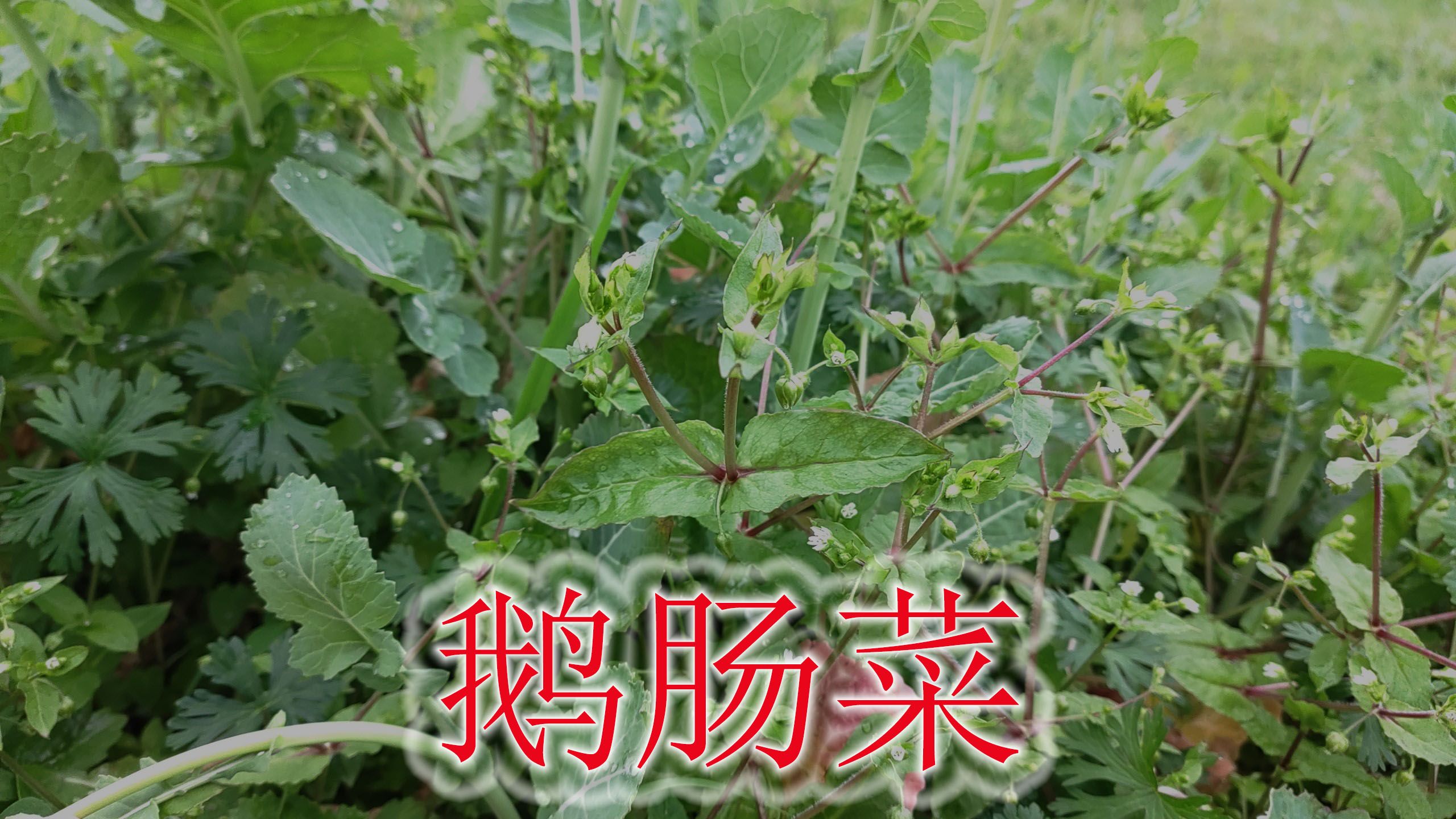 鹅肠草也是一种野菜,农村人割来喂猪,植物了解的人不多哔哩哔哩bilibili