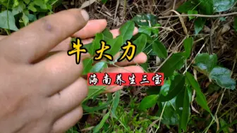 Tải video: 多位大哥托找泡酒猛料，大龙连续多日进山寻找，收获真想象不到！