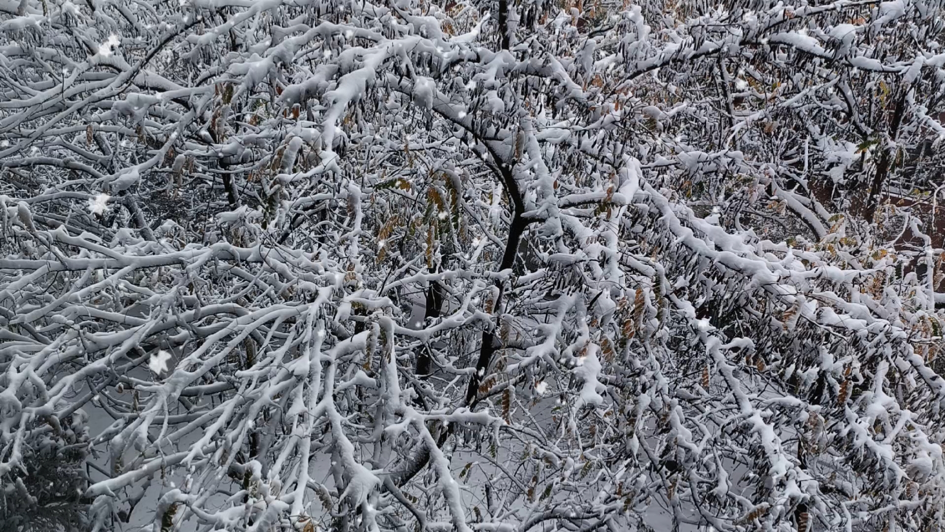 雪树银花壁纸图片