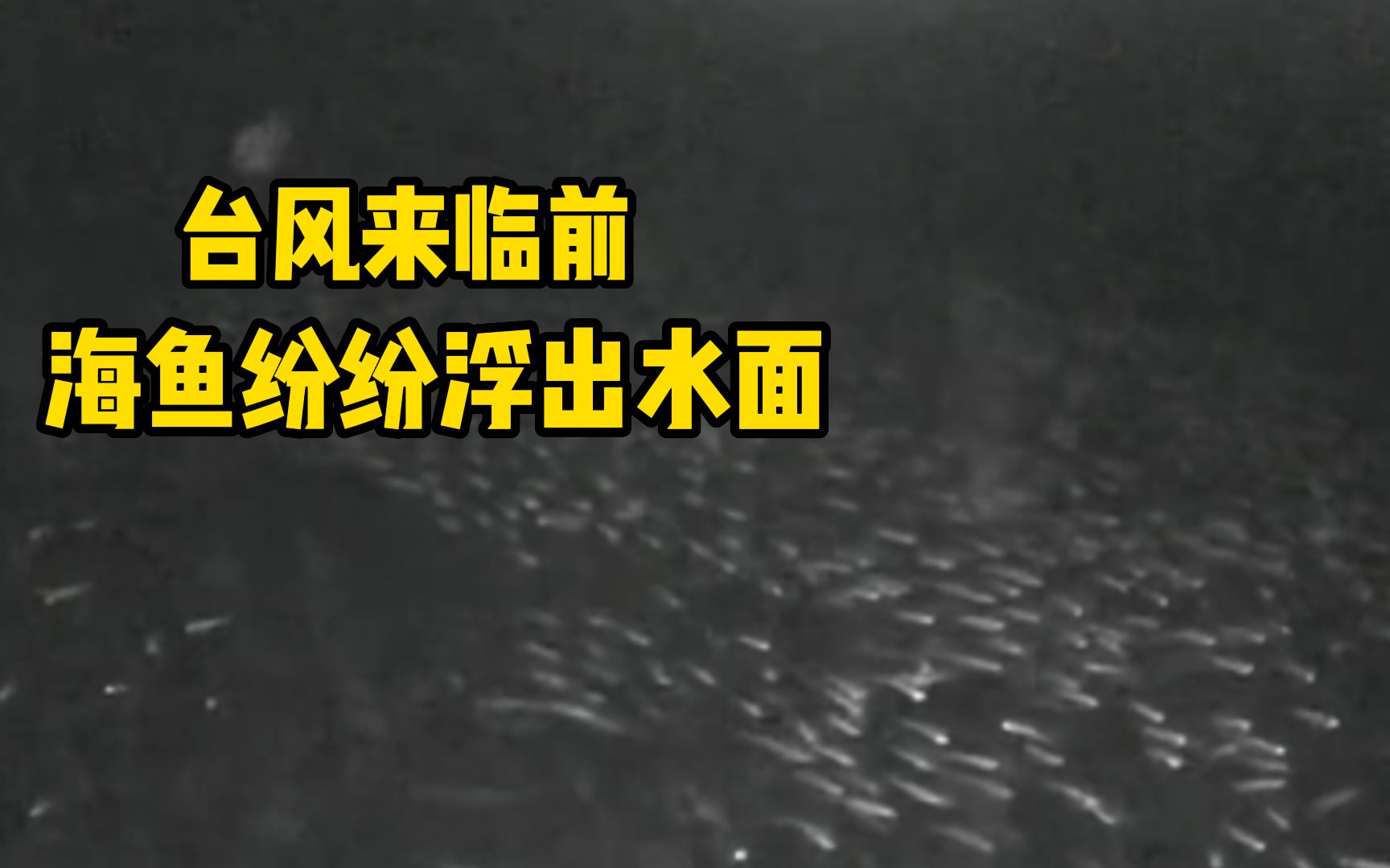 台风来临前鱼排内鱼纷纷浮出水面,“气压偏低缺氧 提前感知到了”哔哩哔哩bilibili