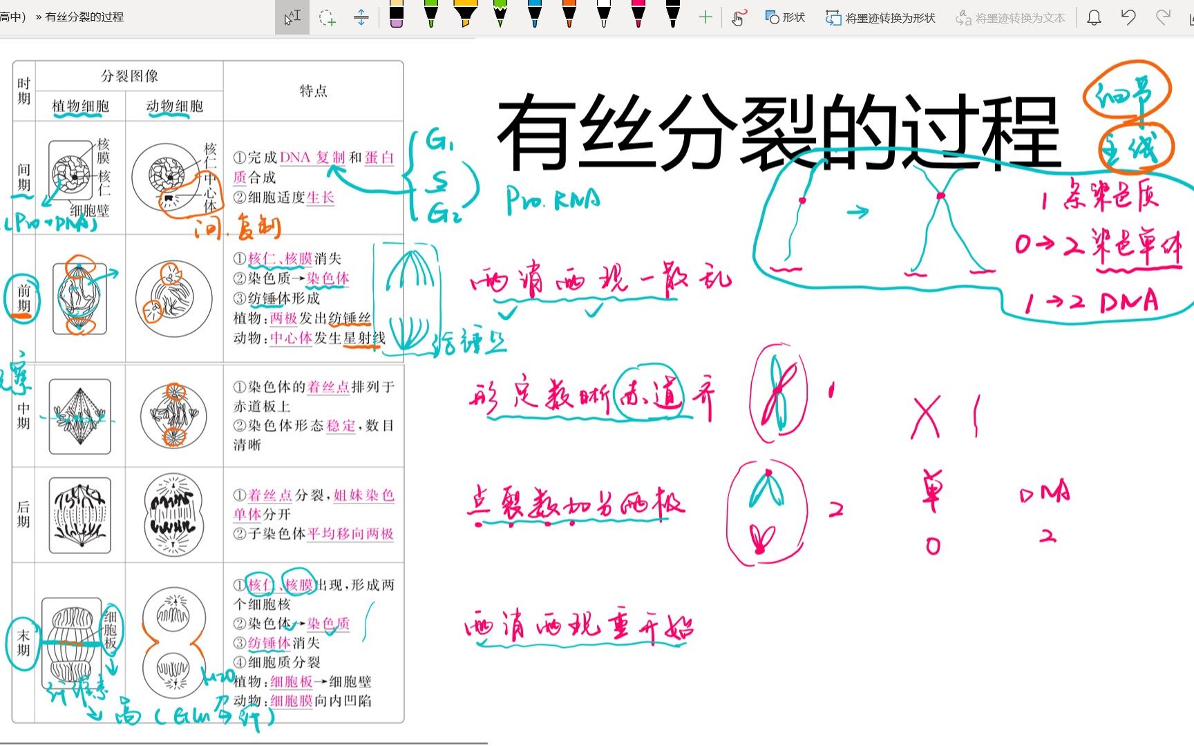 [图]【高中生物】必修一｜有丝分裂的过程和意义