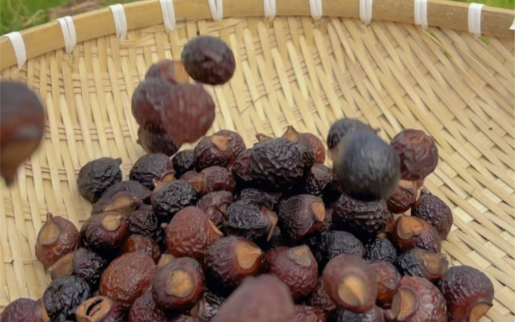 这个假龙眼是无患子,可以搓出丰富的泡泡,可以洗手洗脸,还可以洗头发