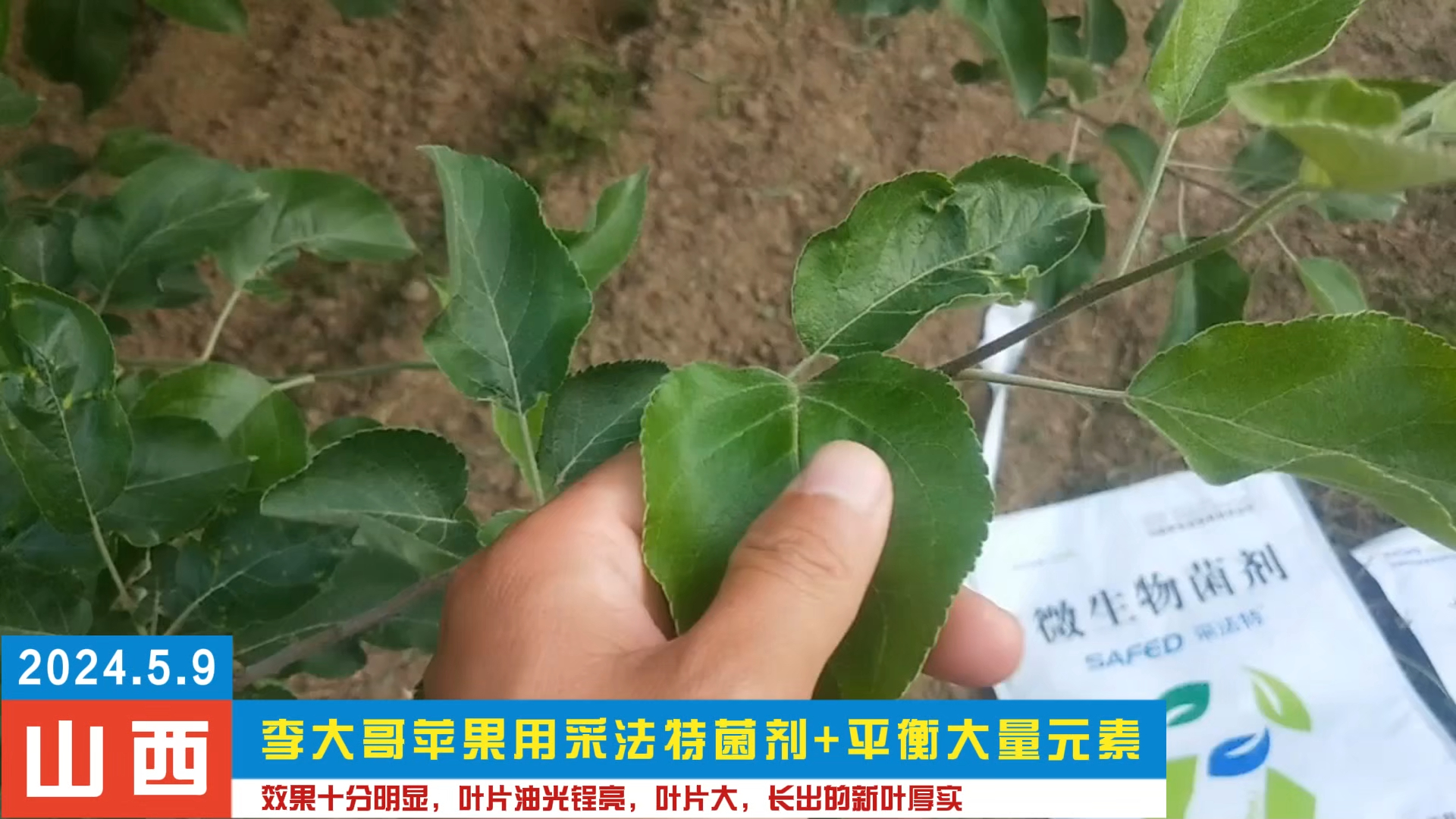 用夫沃施采法特菌剂 平衡大量元素水溶肥,效果十分明显,叶片油光锃亮