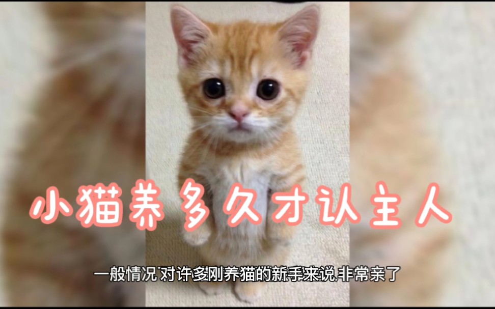 猫咪多久才能认主?注意这几点哔哩哔哩bilibili