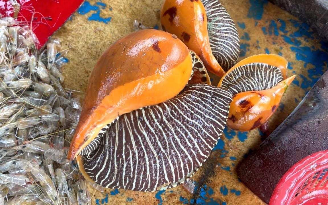 印度市场代杀鱼,帮客户宰杀巨大椰子螺,这家伙一般都是土豪吃的