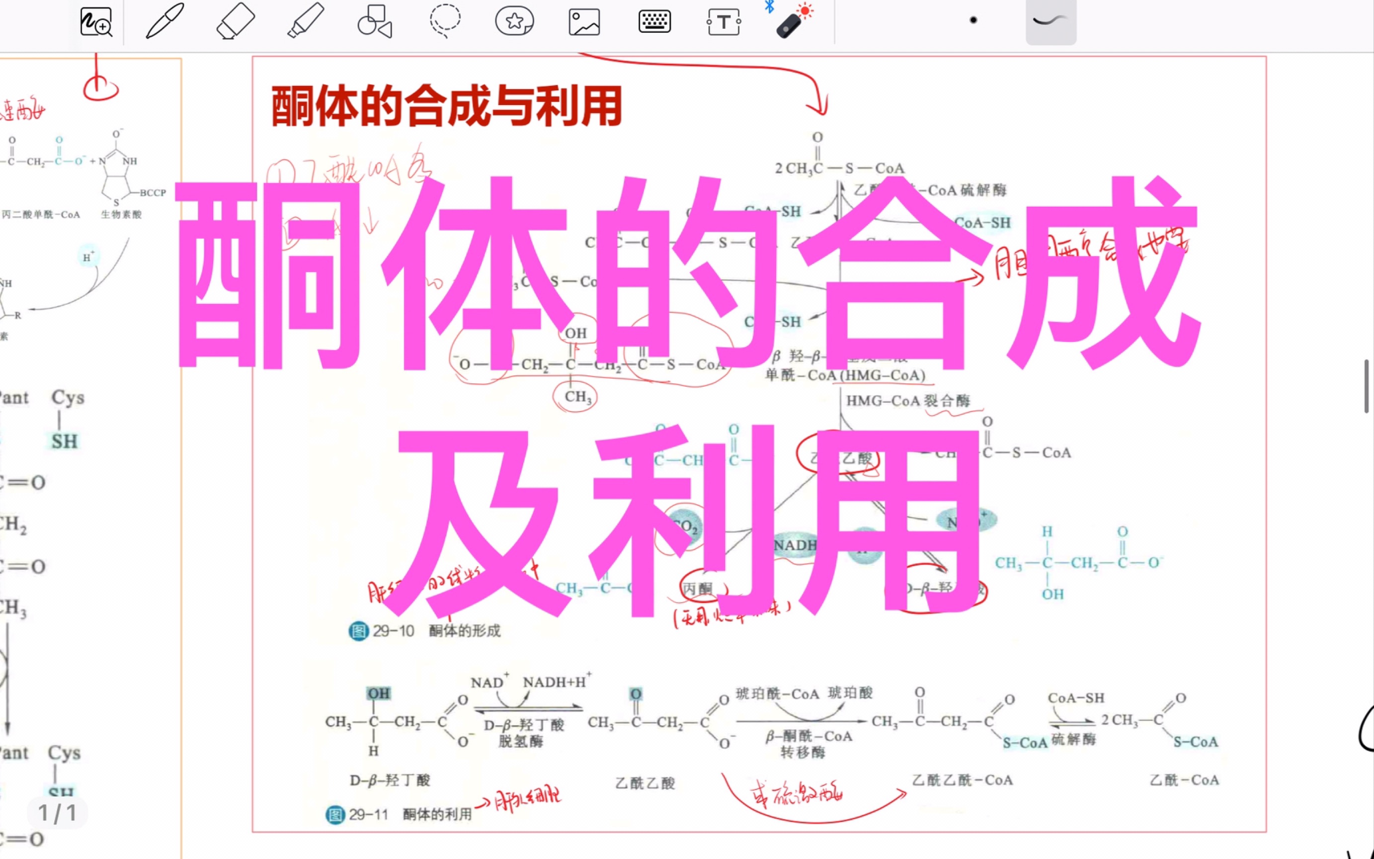 [图]【代谢复盘】酮体的合成及利用