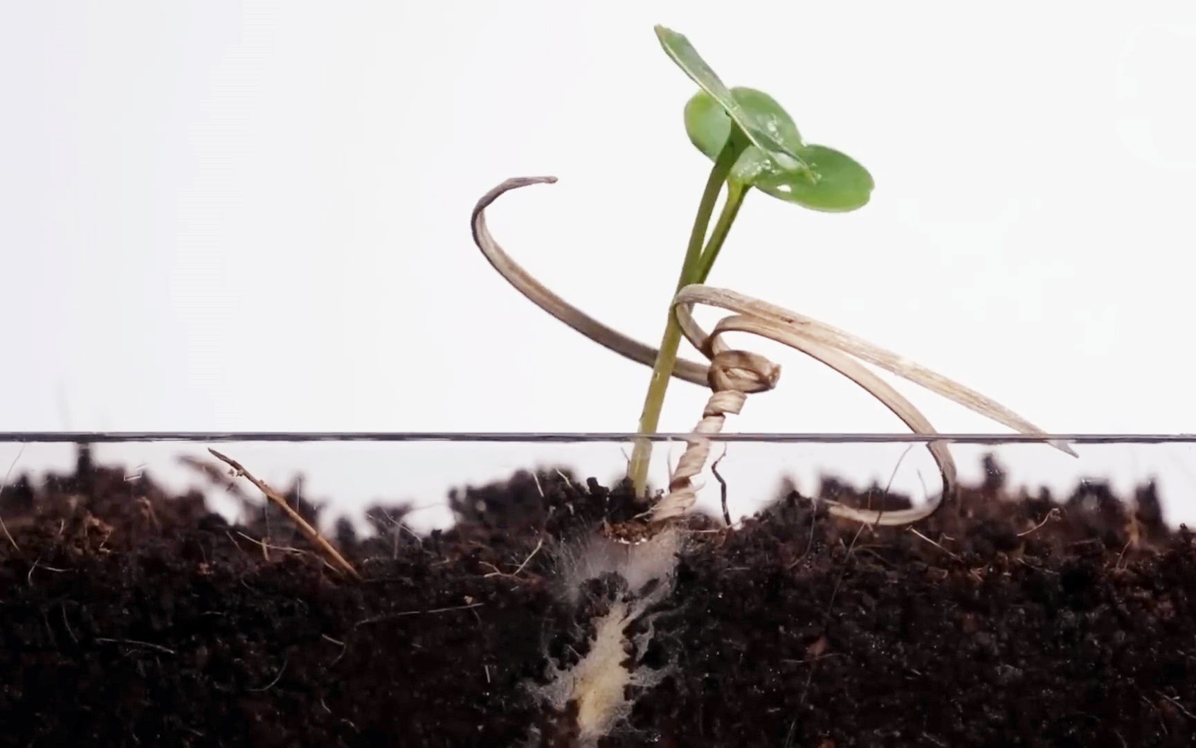 神奇的"种子载体",遇水伸展干燥弯曲,能自动钻进土壤