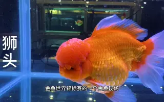 国粹琉金金鱼 搜索结果 哔哩哔哩 Bilibili 国粹琉金金鱼 搜索结果 哔哩哔哩 Bilibili