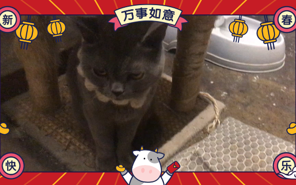 猫咪餐厅哔哩哔哩bilibili