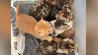 喂了一周的猫妈放下戒心，把小猫叼到小姐姐家里，可后来......