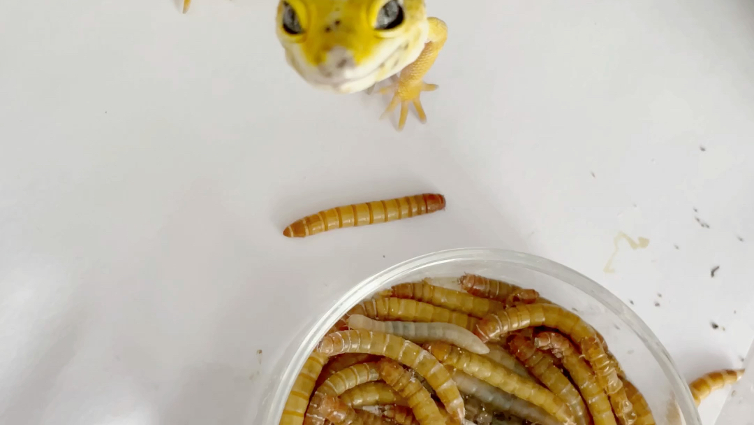 橘化柠檬霜,时不时给你跳一个