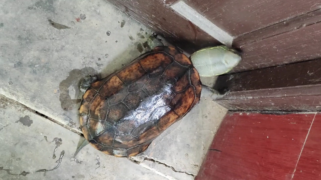 大头草 草龟 中华草龟 宠物 乌龟 巨头