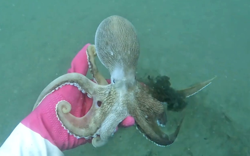 渔民海底捕鱼日常生活实拍#渔民日常 #出海捕鱼 #海底世界