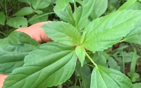 本草植物【铁苋菜】哔哩哔哩bilibili