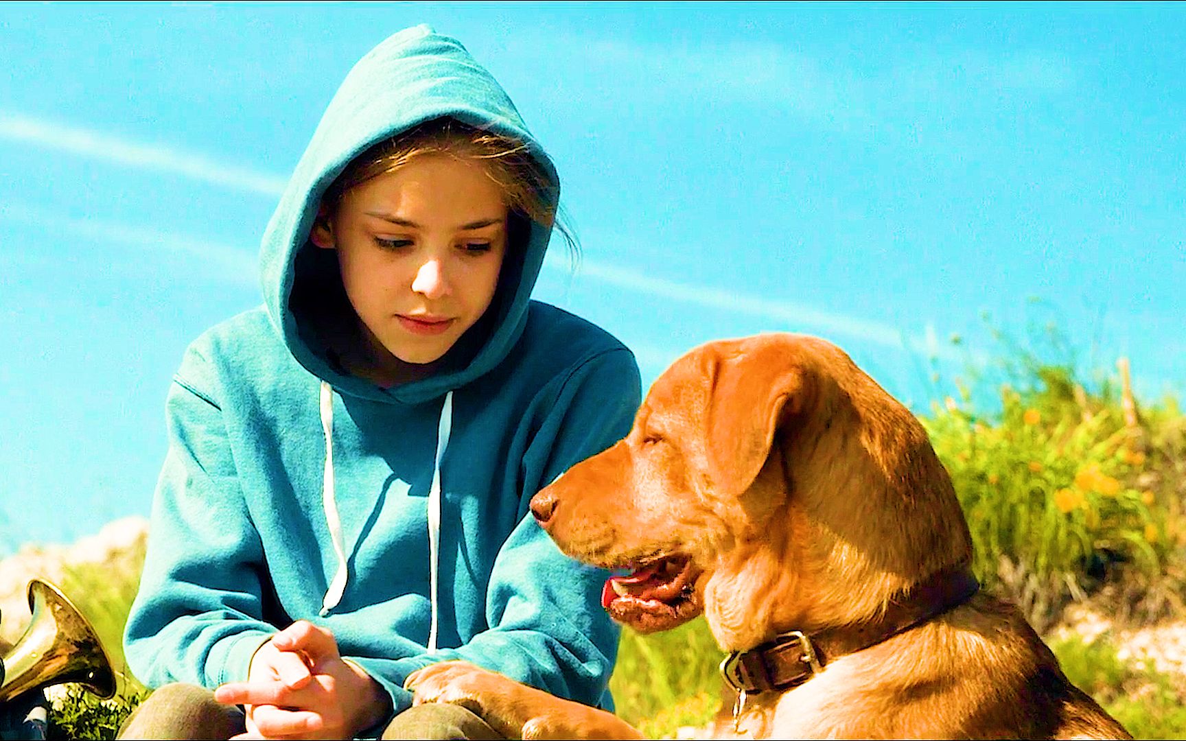 治愈电影白色上帝狗王惨遭人类虐待归来后带领数千小弟报复人类