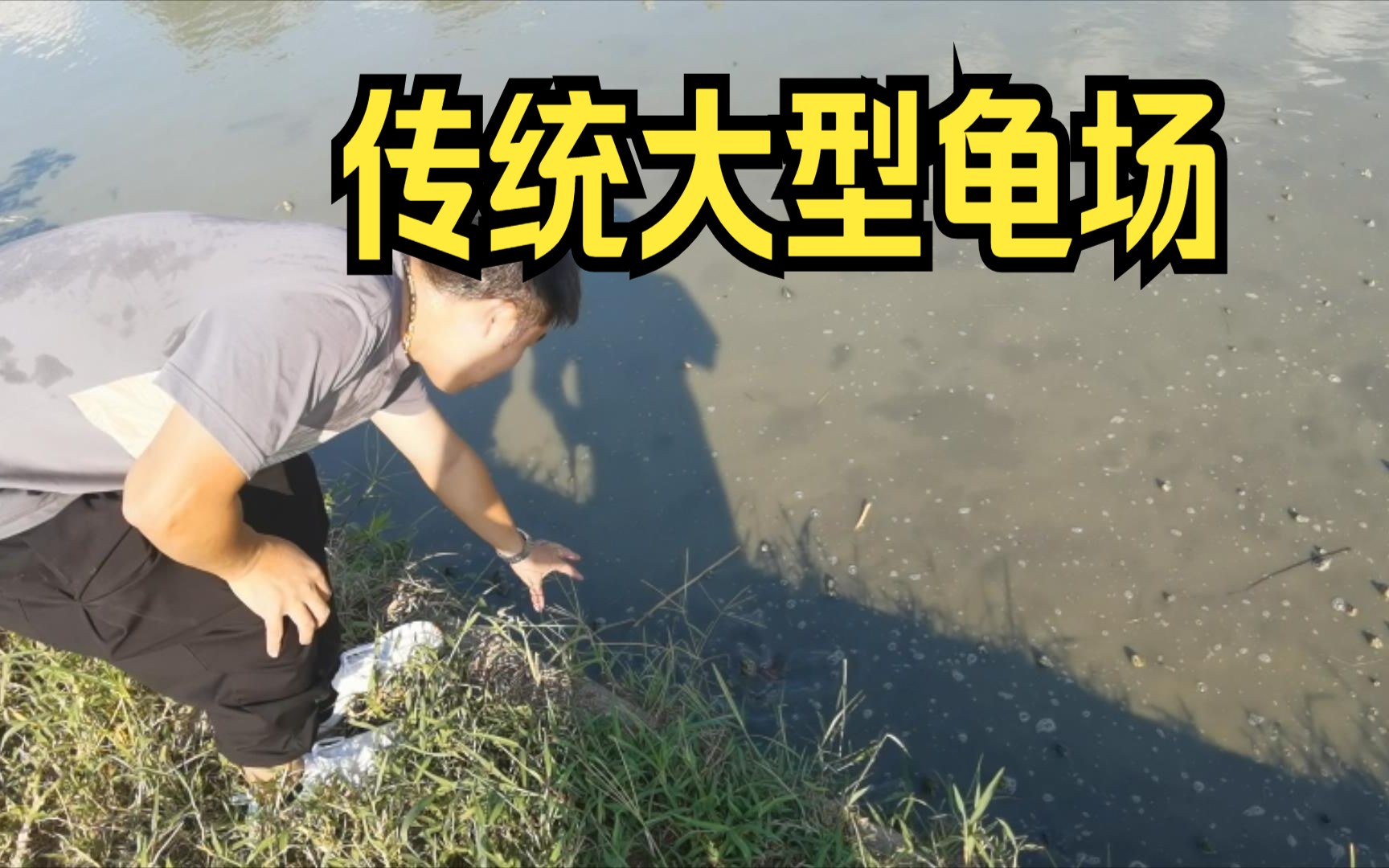 文昌说龟:带大家参观草龟养殖场,坐标→湖北荆门,了解传统龟鳖养殖模式.哔哩哔哩bilibili