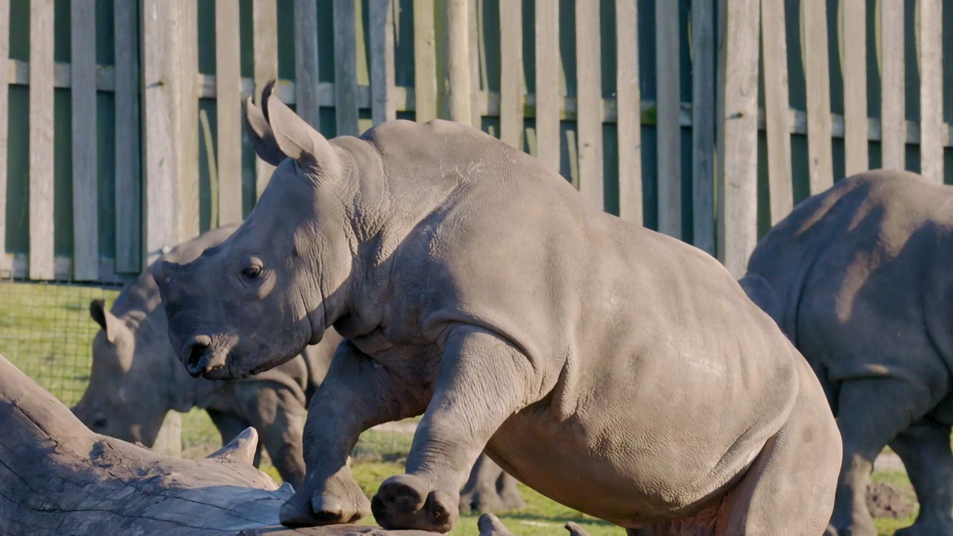 可爱的小崽子们看点28小犀牛花式挠痒痒摩擦摩擦摩擦舒服