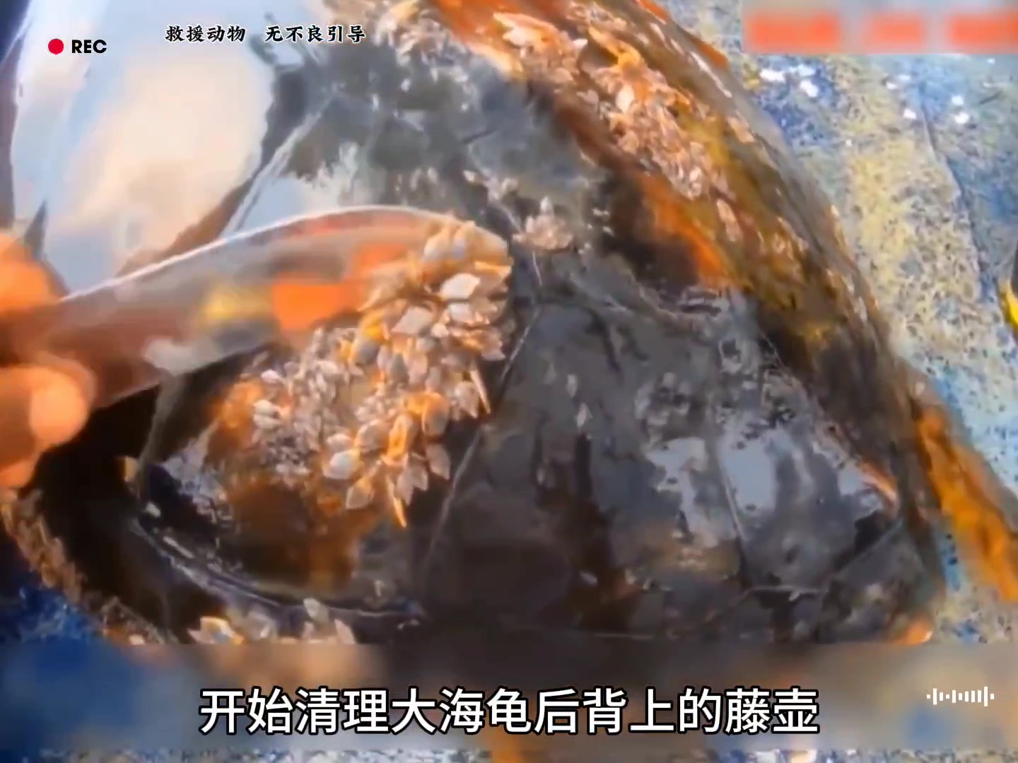 清理海龟背上的藤壶