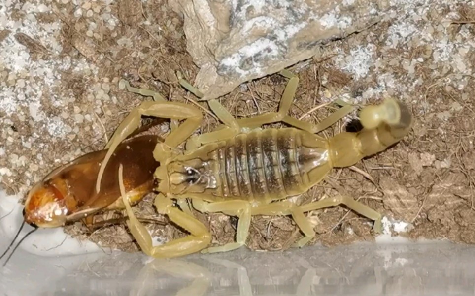 以色列金蝎巴西大蓝蛛黑粗尾蝎蝎子吃饭与大蓝出镜展示开学前最后一个