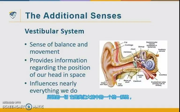 Anatomy and Function of the Scapula - Human Anatomy