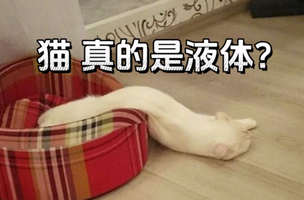 所以猫真的是液体!来自《iScience》上的最新研究哔哩哔哩bilibili