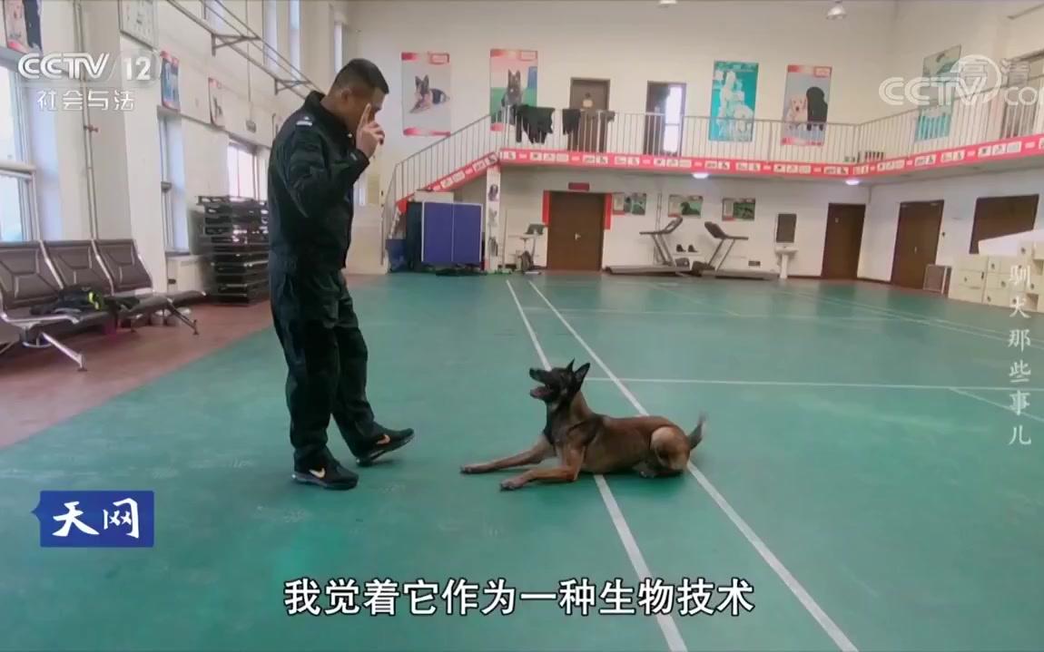 [图]警犬助训员、民警与警犬之间的相处，如何训练搜爆犬？