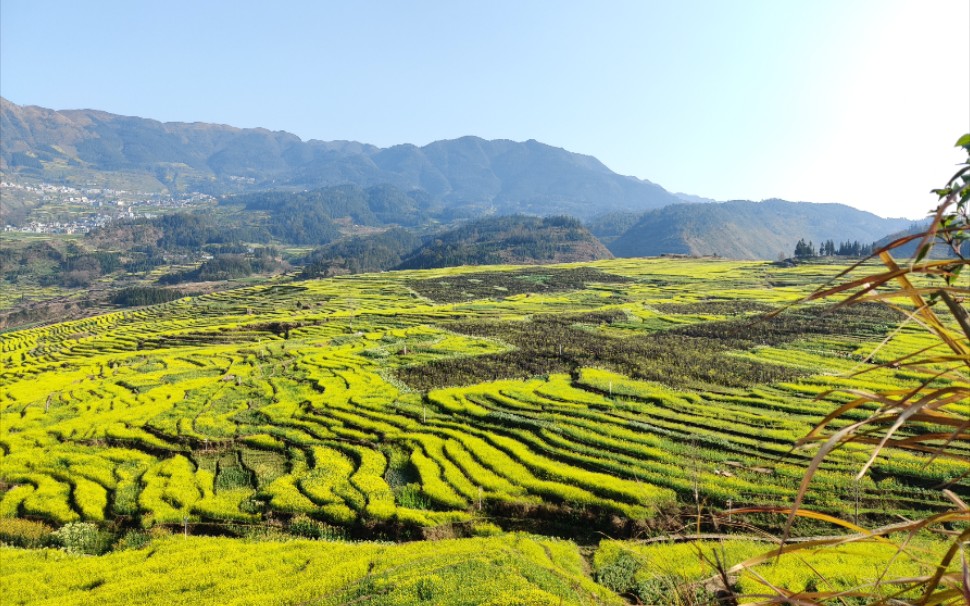 [图]航拍盘州——带你从天空俯视深山里的万亩梯田油菜花