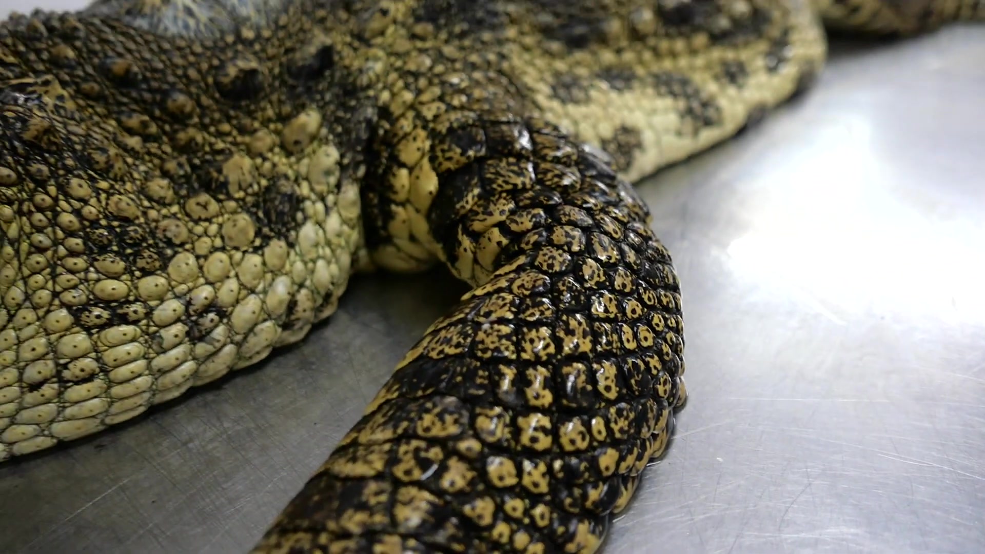 泰国美食巨大鳄鱼切割鳄鱼肉烤肉串曼谷泰国