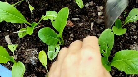 楼顶菜园日常除草松土 哔哩哔哩