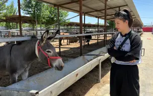 Скачать видео: 驴肉马肉50一位随便吃，能吃的可以来上课了