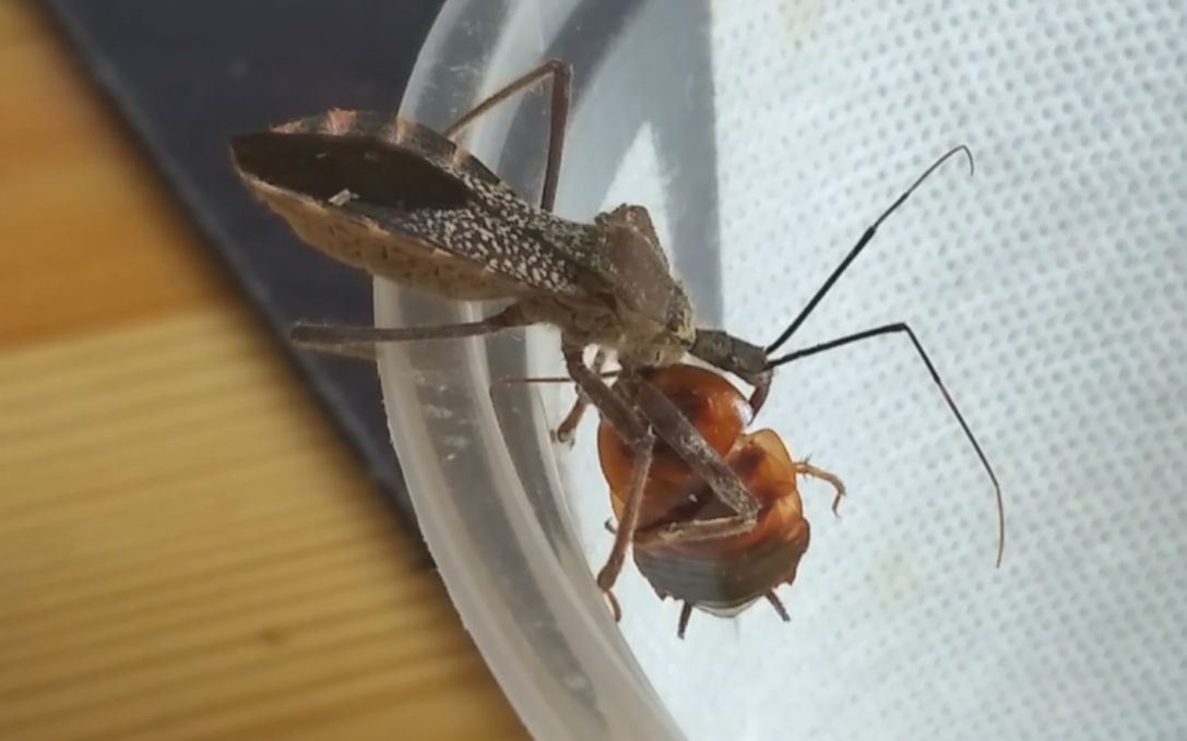 【猎蝽】憨憨刺客虫——毛翅菱猎蝽的捕食