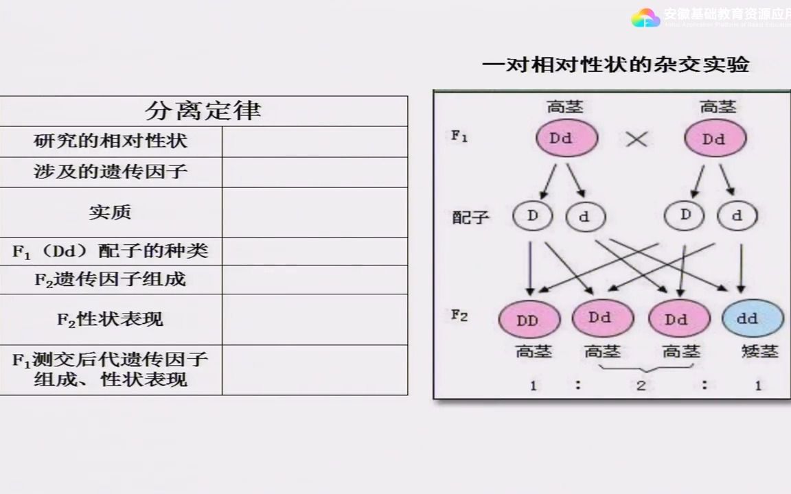 [图]第1章 第2节 孟德尔的豌豆杂交实验（二） 第2课时