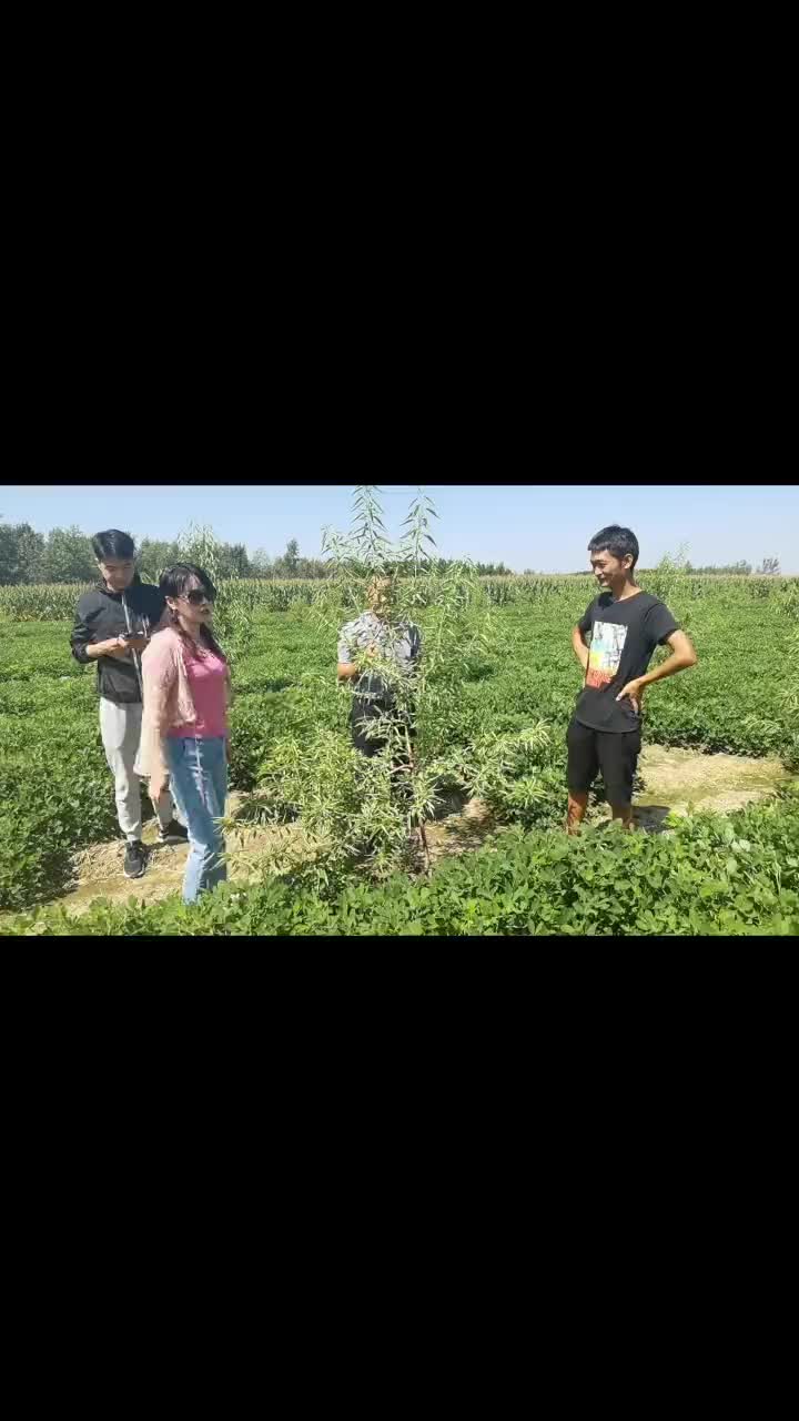 #种植巴旦木 巴旦木苗木种植管理简单,易存活易栽种好销售#纸皮巴旦木哔哩哔哩bilibili