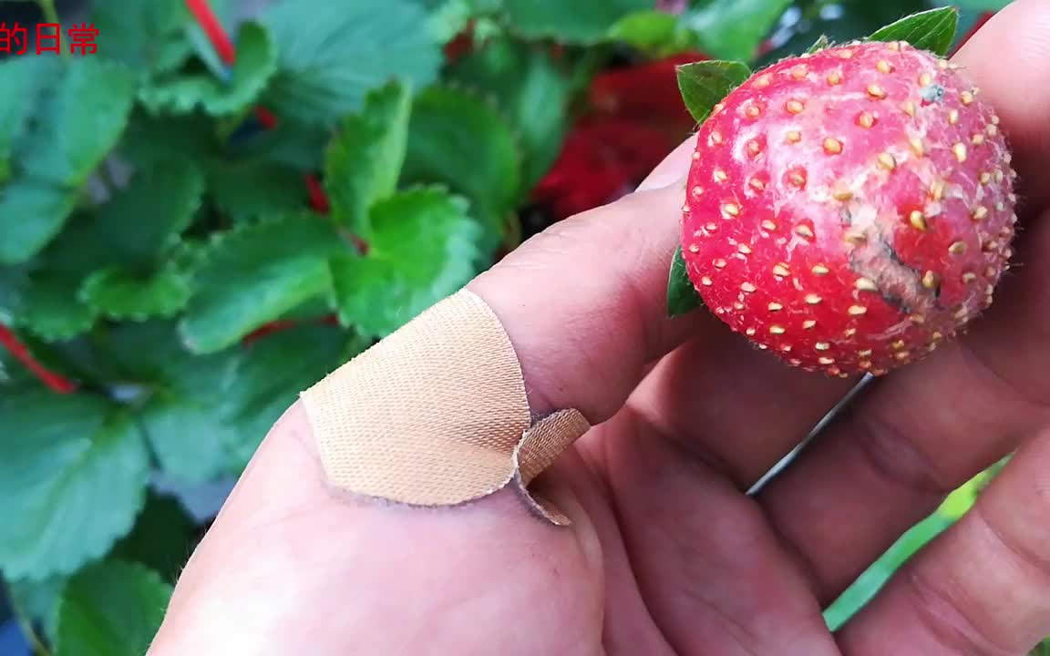 裂萼草莓图片