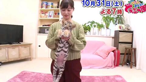 橋本環奈はトラの赤ちゃんのお世話を 哔哩哔哩 つロ干杯 Bilibili 橋本環奈はトラの赤ちゃんのお世話を 哔哩哔哩 つロ干杯 Bilibili