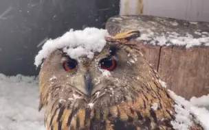 下载视频: 浑身是雪的雕鸮