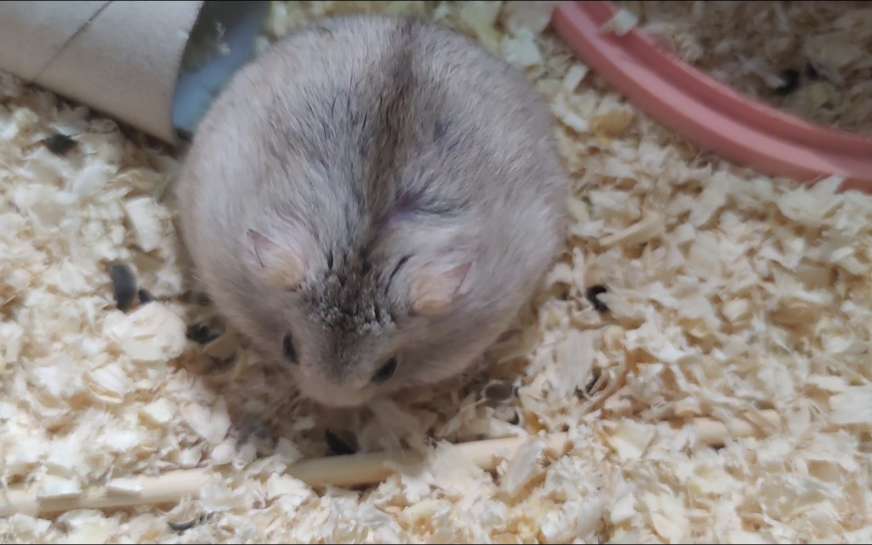 (穷养仓鼠)突然停电,我家小仓鼠一样有空调