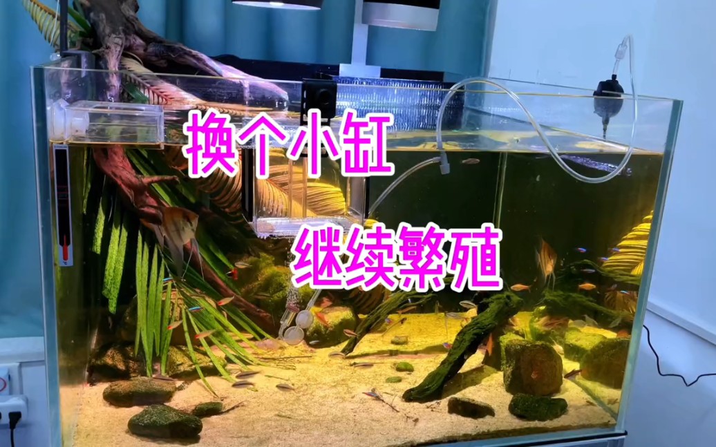 换个小缸继续繁殖埃及神仙鱼