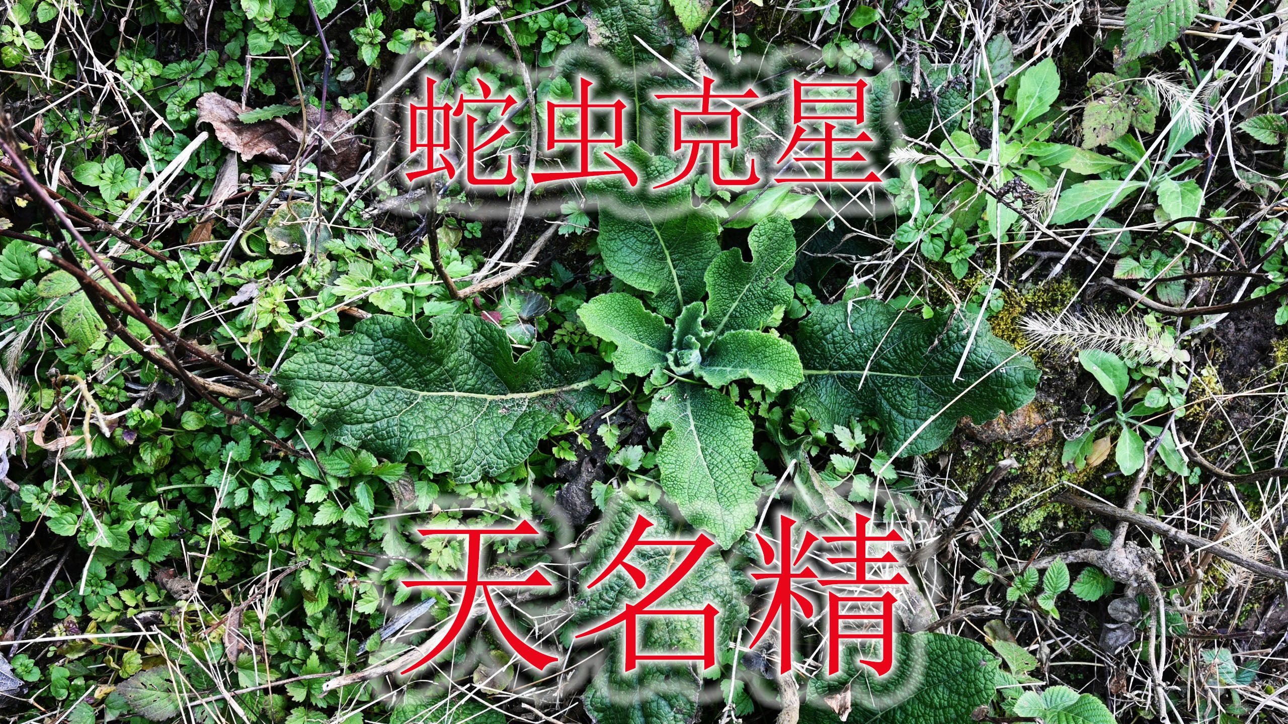蛇虫克星植物"天名精",农村俗称"野烟",大家知道用途吗?