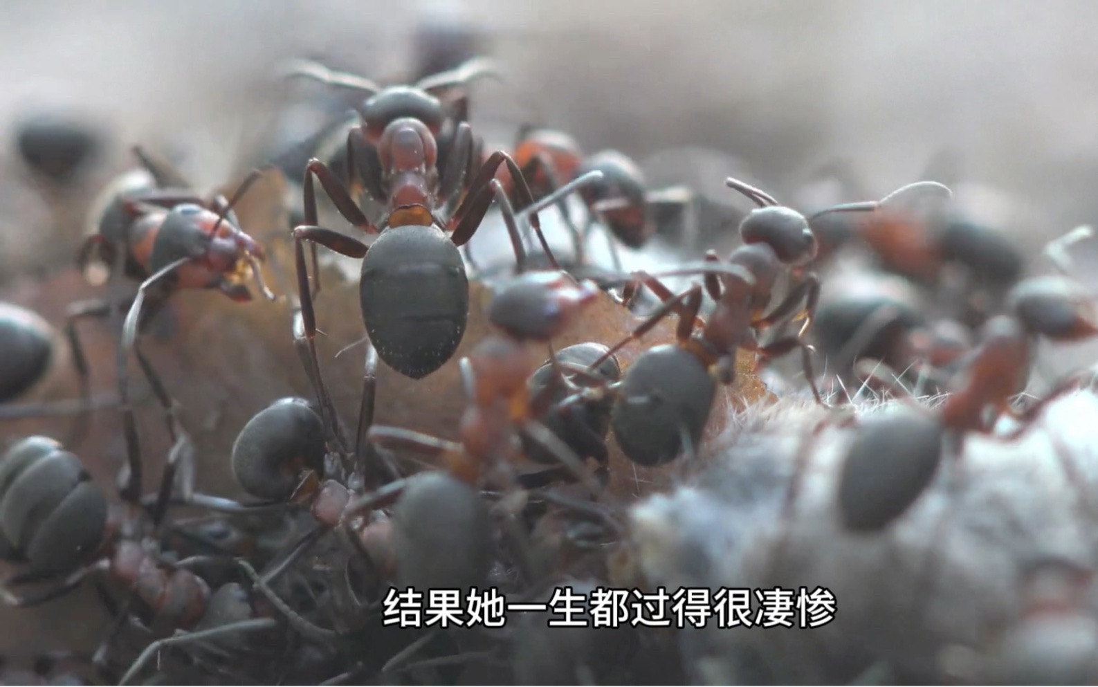 蚂蚁是老天爷的马?