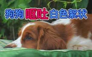 Download Video: 狗狗呕吐白色絮状