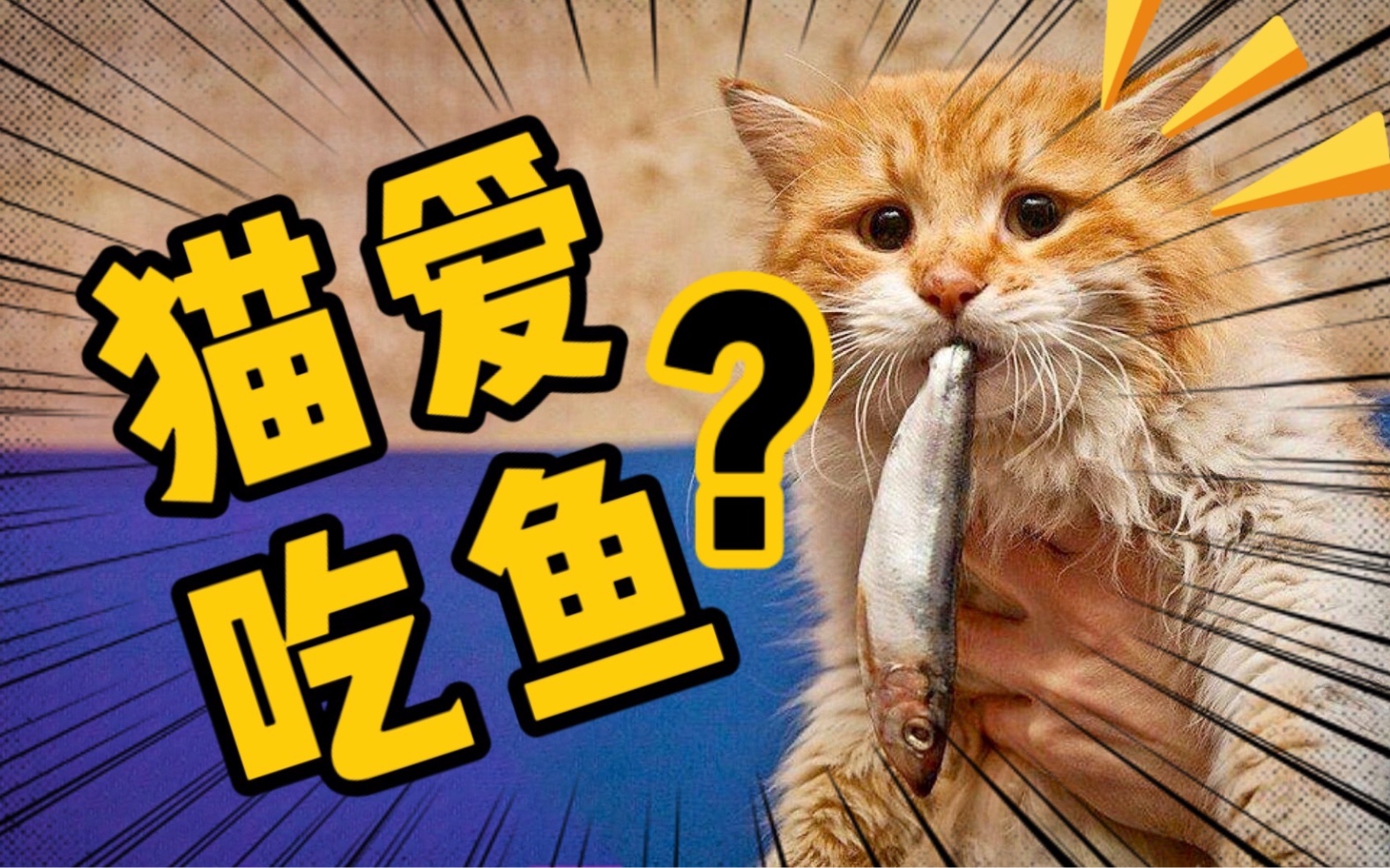 你有没有想过,猫猫可能并不爱吃鱼?喵…哔哩哔哩bilibili