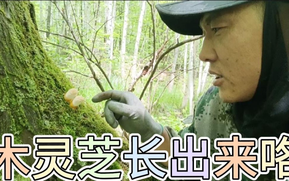 小陈采微菜发现木灵芝啦,一个树榨子上长了好几块,看根能长挺大哔哩哔哩bilibili