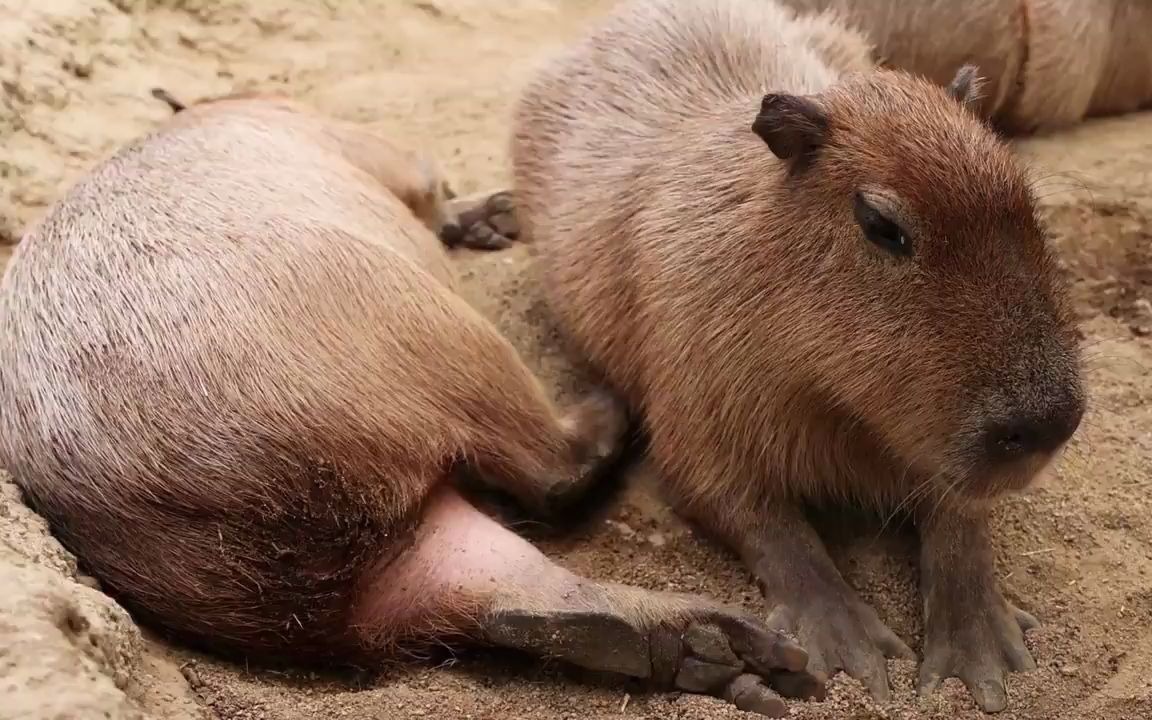 水豚屁屁写真07ωン