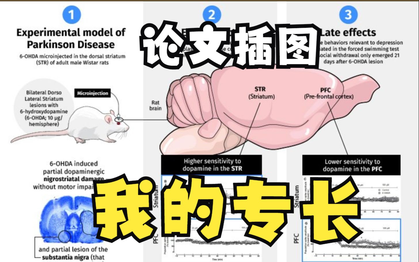 还在用ppt做示意图苦于找不到素材吗?Mind the Graph教你做大神哔哩哔哩bilibili